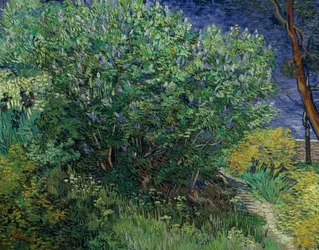 Lilac Bush, 1889